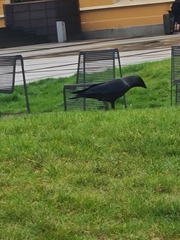 Corvus monedula
