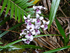Cyrtochilum ramosissimum