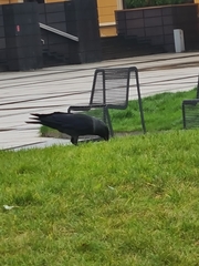Corvus monedula