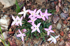 Houstonia rubra