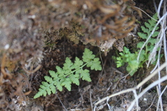 Cystopteris fragilis apiiformis