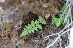 Cystopteris fragilis apiiformis