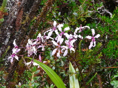 Cyrtochilum ramosissimum