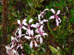 Cyrtochilum ramosissimum