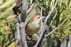 Sphenoeacus afer afer