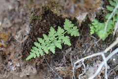 Cystopteris fragilis apiiformis
