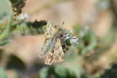 Muschampia