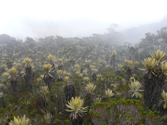 Espeletia frontinoensis