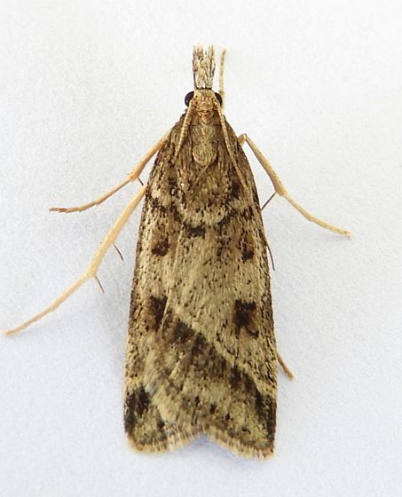 Scoparia rigidalis