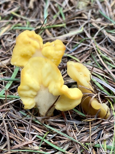 Spathularia flavida Pers.