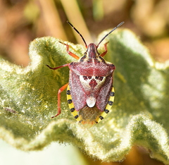 Codophila varia