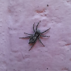 Menemerus bivittatus