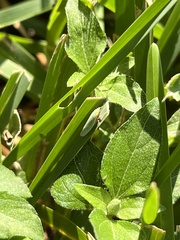 Draeculacephala antica