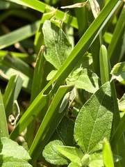 Draeculacephala antica