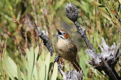 Sphenoeacus afer afer