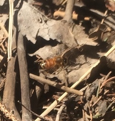 Apis mellifera