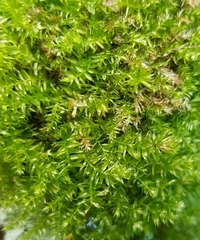 Plagiothecium nemorale