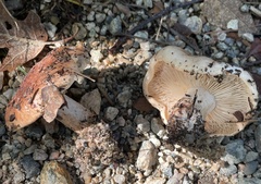 Tricholoma pessundatum