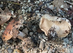 Tricholoma pessundatum