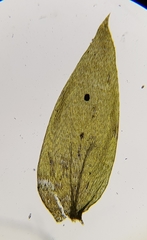 Plagiothecium nemorale