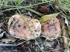 Tricholoma pessundatum