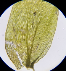 Plagiothecium nemorale