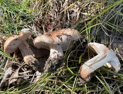 Tricholoma pessundatum