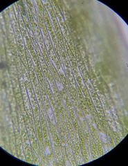 Plagiothecium nemorale