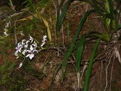 Cyrtochilum ramosissimum