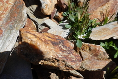 Cardamine bellidifolia