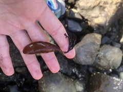 Halosaccion glandiforme