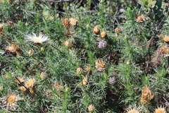 Plectocephalus chilensis