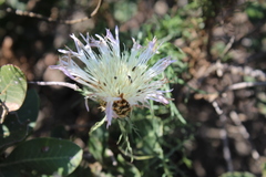 Plectocephalus chilensis