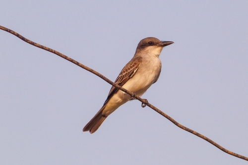 Gray Kingbird