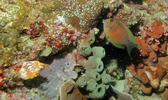 Ctenochaetus binotatus