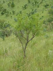 Vachellia ebutsiniorum