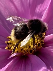 Bombus lapidarius