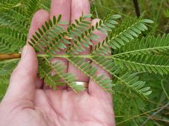 Vachellia ebutsiniorum