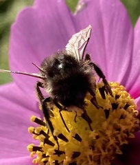 Bombus lapidarius