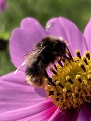 Bombus lapidarius