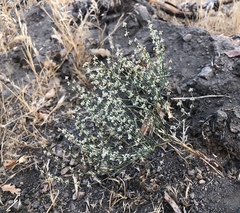 Eriogonum baileyi baileyi