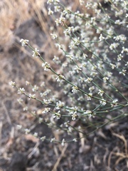 Eriogonum baileyi baileyi