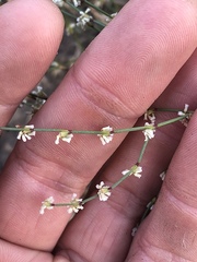 Eriogonum baileyi baileyi