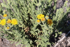 Senecio adenotrichius