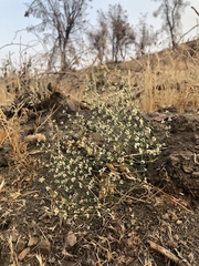 Eriogonum baileyi baileyi