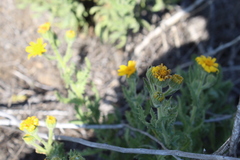 Senecio adenotrichius