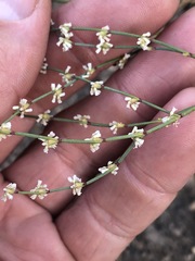 Eriogonum baileyi baileyi