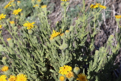Senecio adenotrichius