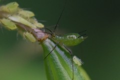 Macrosiphum impatientis