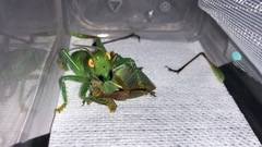 Eugryllacris comotti